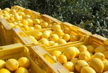 Nam Phi nâng dự báo xuất khẩu chanh lên 49,4 triệu thùng nhờ điều kiện sinh trưởng thuận lợi