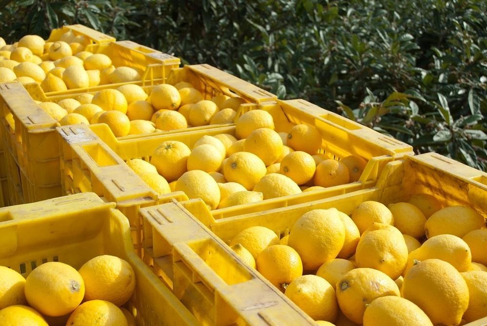 Nam Phi nâng dự báo xuất khẩu chanh lên 49,4 triệu thùng nhờ điều kiện sinh trưởng thuận lợi
