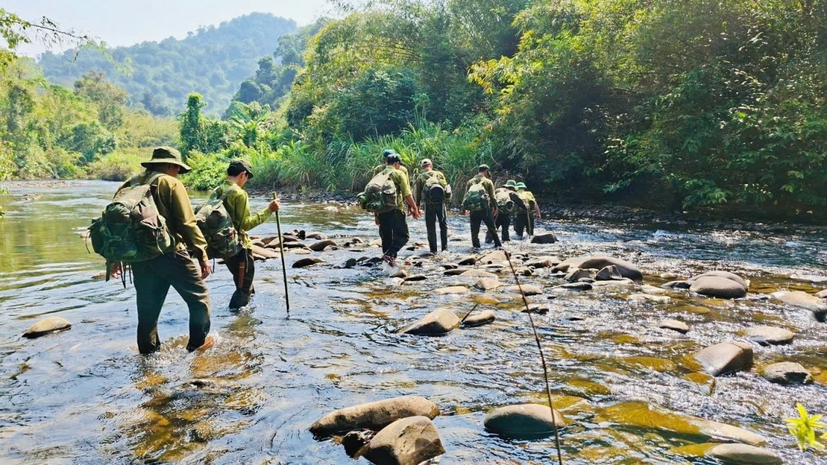 Chỉ đạo xác minh đối tượng các vụ phá rừng để xử lý theo quy định pháp luật