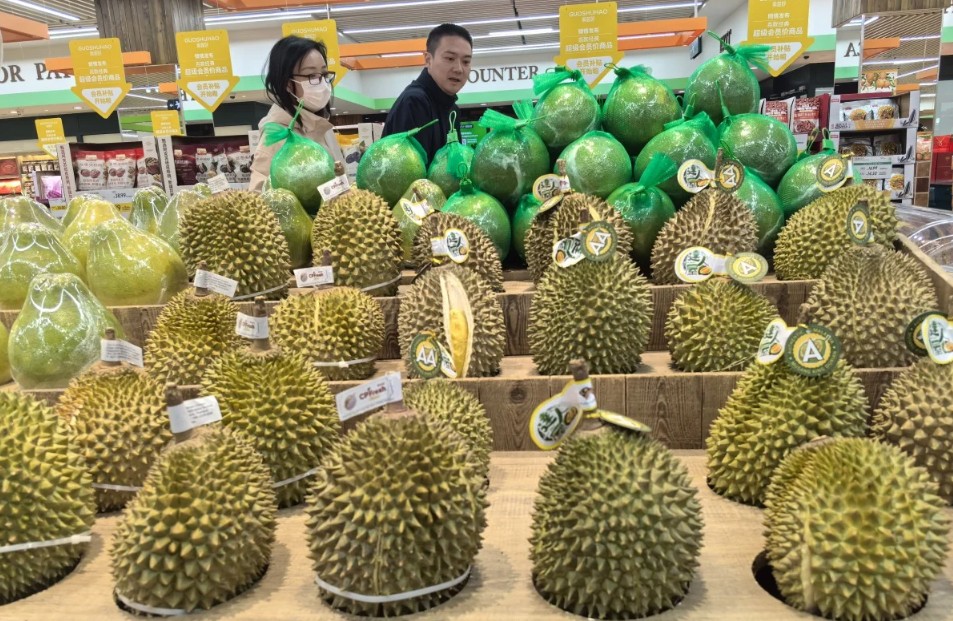 Bội thu sầu riêng tại Malaysia và bài toán cung cầu trong nông nghiệp