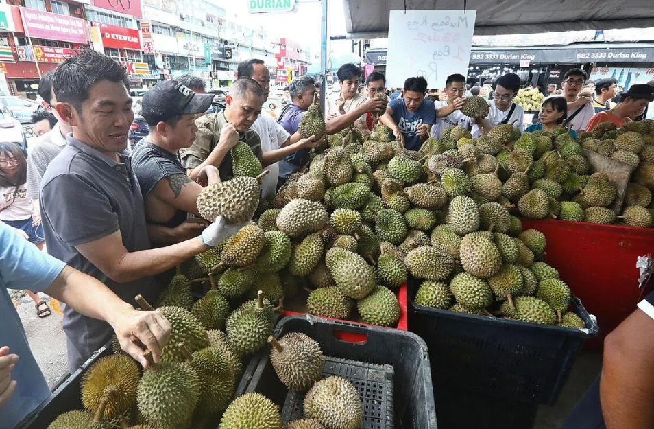 Bội thu sầu riêng tại Malaysia và bài toán cung cầu trong nông nghiệp