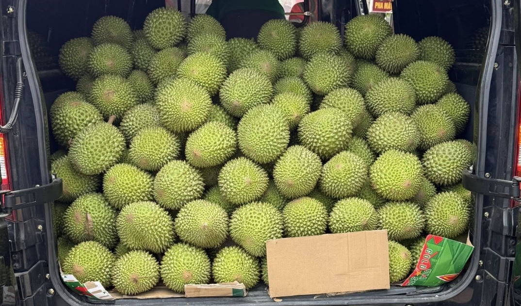 Bội thu sầu riêng tại Malaysia và bài toán cung cầu trong nông nghiệp