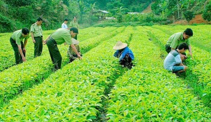 Hành vi sản xuất giống cây trồng chưa được công nhận lưu hành có thể bị phạt tới 50 triệu đồng. Ảnh: MĐ.