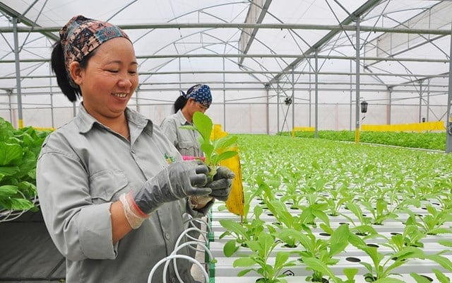 Các hành vi vi phạm liên quan đến quản lý mã số vùng trồng, mã số cơ sở đóng gói có thể bị xử phạt từ 500 nghìn đồng đến 20 triệu đồng. Ảnh: Thanh Duy.