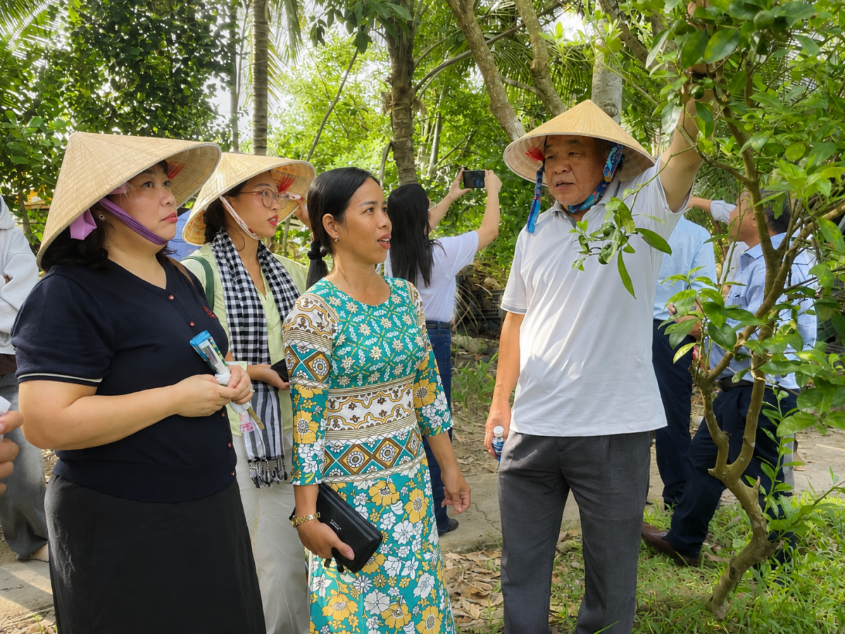 Đàn kiến vàng 