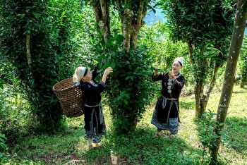 Tuyên Quang ban hành quy định mới về vùng canh tác hữu cơ