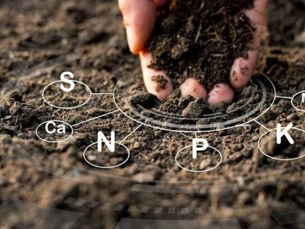 Ứng dụng phân hữu cơ vi sinh trong canh tác lúa để giảm sử dụng phân hóa học