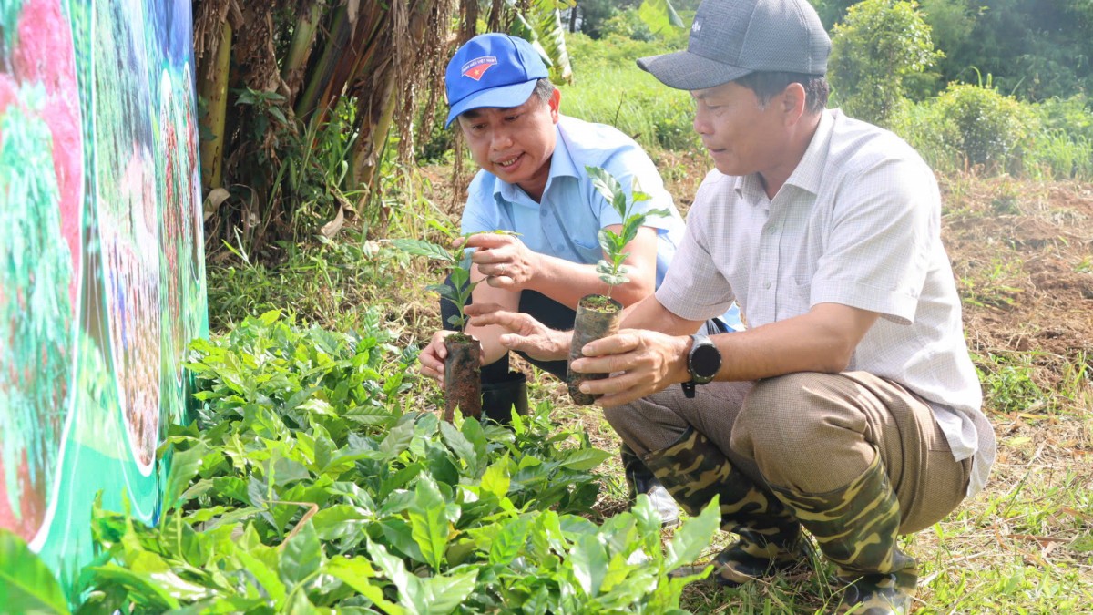 Khát vọng xây dựng thương hiệu cà phê đặc sản Tu Mơ Rông
