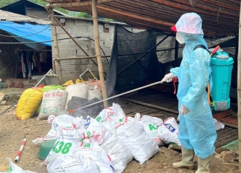 Cao Bằng: Phát hiện ổ dịch cúm gia cầm A/H5N1 tại phường Tân Giang
