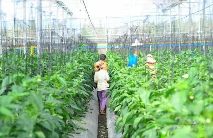 Đôn đốc hoàn thiện báo cáo, đề xuất mức hỗ trợ phát triển sản xuất giai đoạn 2026-2030