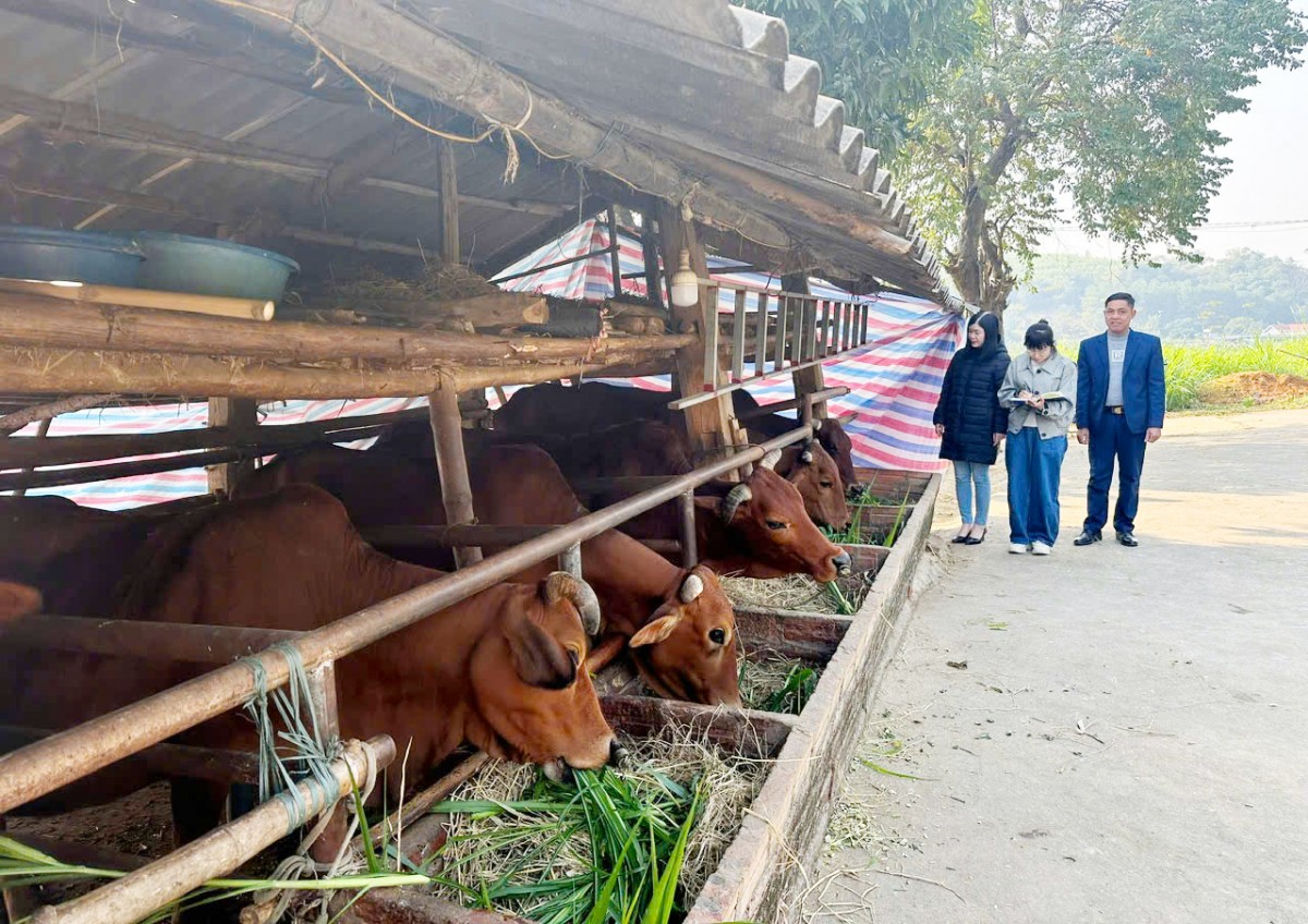 Tuyên Quang ban hành quy định mật độ chăn nuôi tối đa đến năm 2030