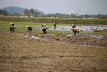 Hải Phòng bám sát khung thời vụ, đẩy nhanh tiến độ gieo cấy vụ Mùa