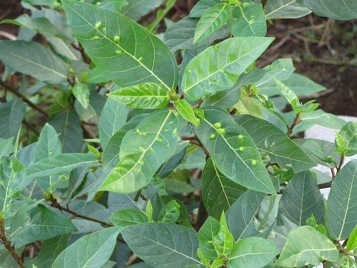 5 công dụng nổi bật của lá sung ít người biết