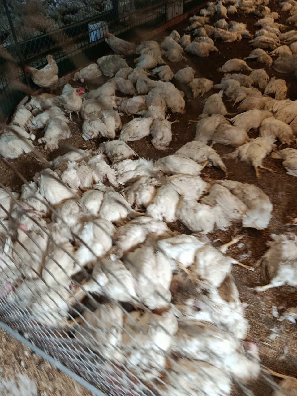 Phú Thọ: 6.000 con gà chết do sự cố điện, người dân đề nghị làm rõ trách nhiệm