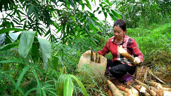 Các địa phương bước vào mùa thu hoạch tre măng