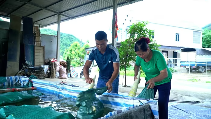 Các địa phương bước vào mùa thu hoạch tre măng