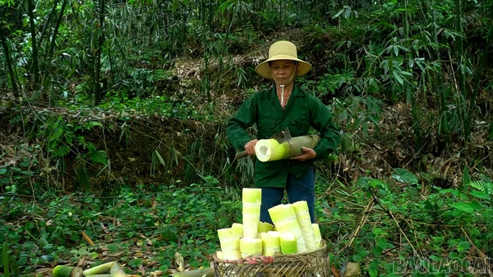 Các địa phương bước vào mùa thu hoạch tre măng