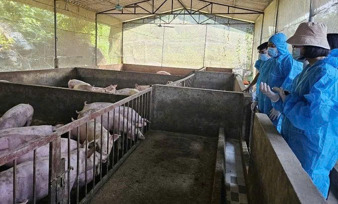 Tăng cường quản lý nhà nước, phòng ngừa và xử lý vi phạm trong hoạt động chăn nuôi