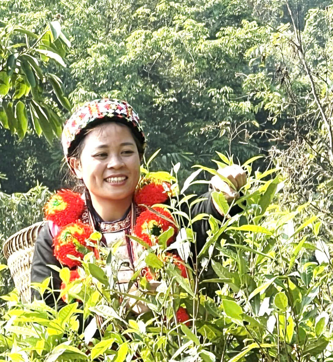 Đánh thức giá trị chè Shan tuyết cổ thụ gắn với sinh kế bền vững