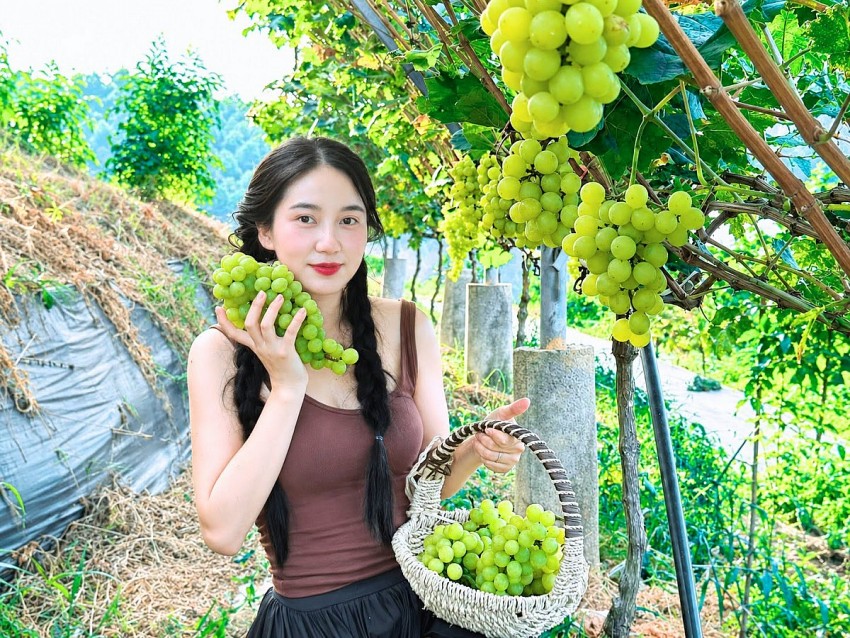 Ngắm “vịnh Hạ Long trên núi”, trải nghiệm hái nho sữa tại hồ Thác Bà