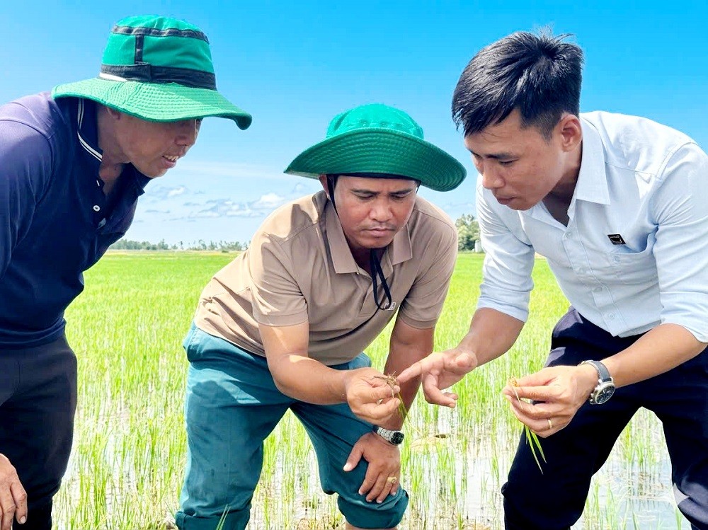 Phân bón Bình Điền: Hồi sinh đất phèn để cánh đồng lúa luôn xanh khỏe