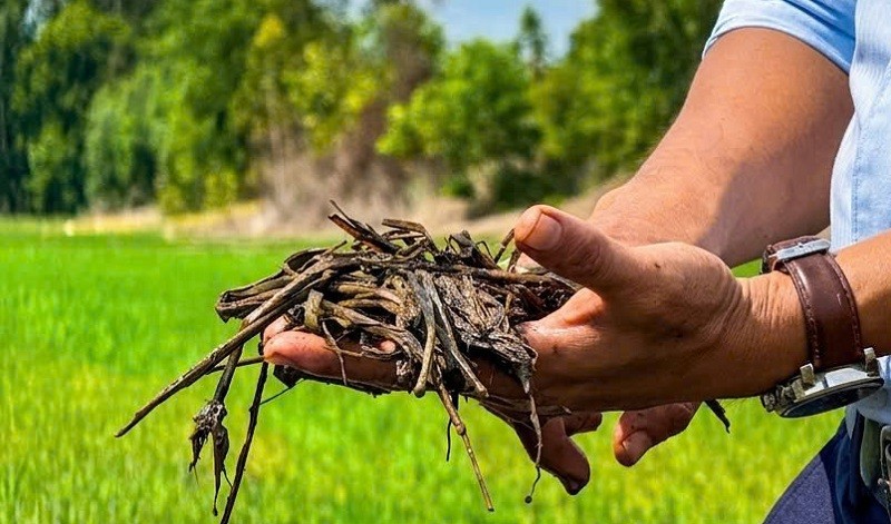 Phân bón Bình Điền: Hồi sinh đất phèn để cánh đồng lúa luôn xanh khỏe