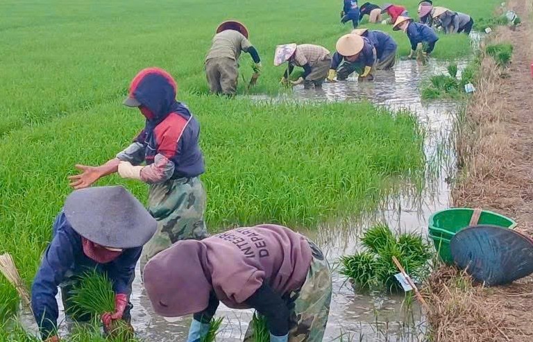 Sôi động vụ Hè Thu trên nông trường Công ty Cà phê 716: Hướng đến mùa vàng bội thu