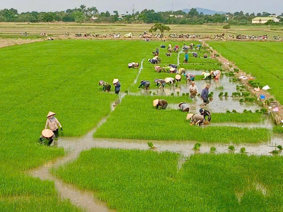 Sôi động vụ Hè Thu trên nông trường Công ty Cà phê 716: Hướng đến mùa vàng bội thu