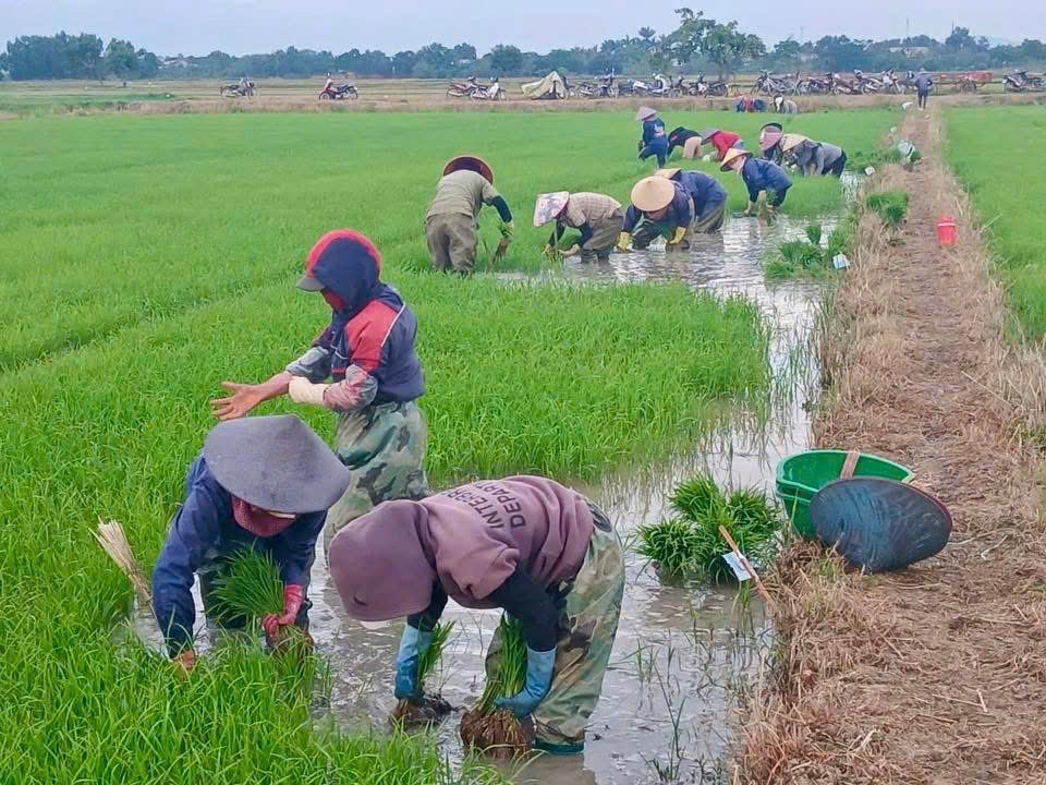 Sôi động vụ Hè Thu trên nông trường Công ty Cà phê 716: Hướng đến mùa vàng bội thu