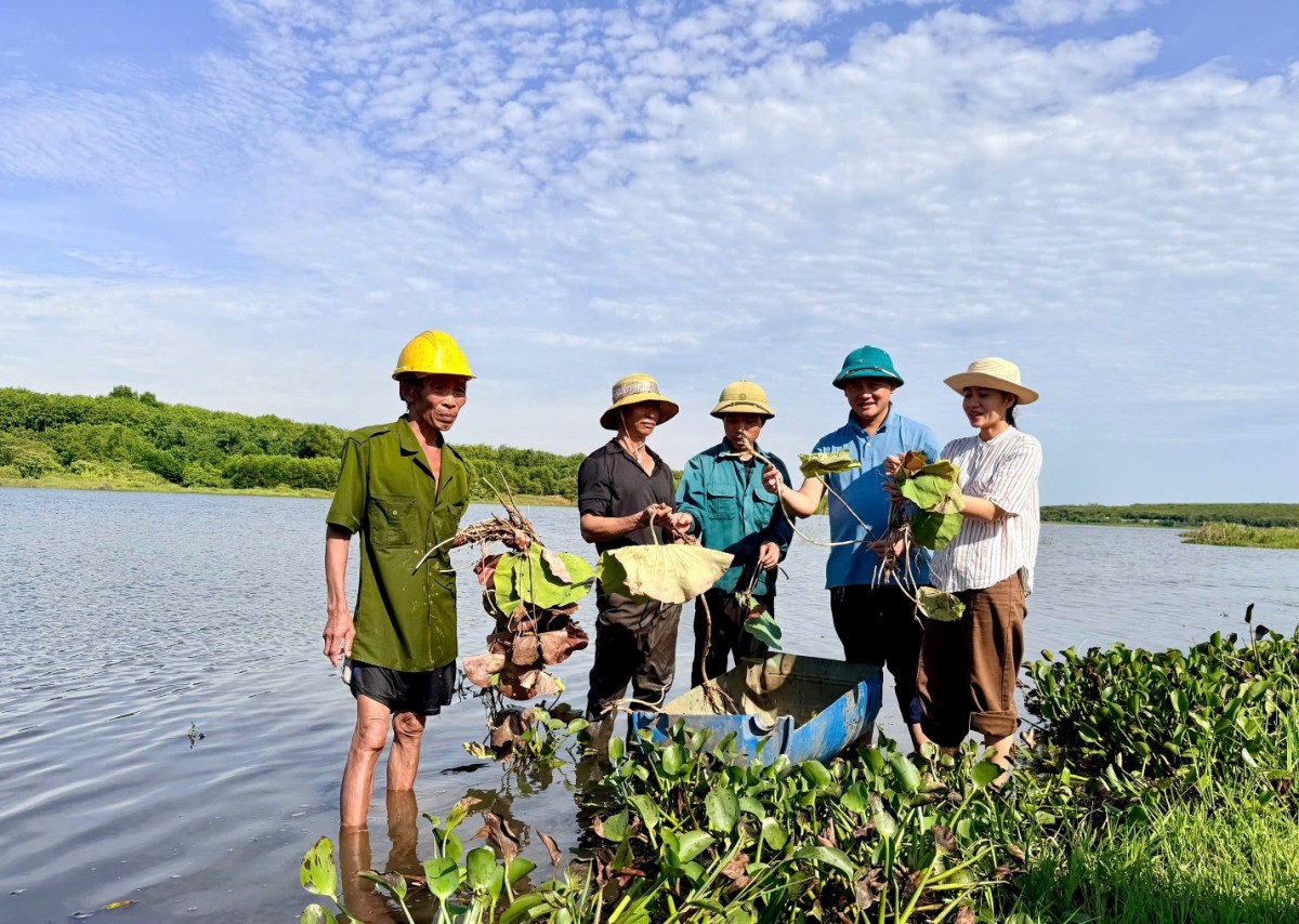 Quảng Trị: Chuyển đổi 11ha đất sản xuất nông nghiệp kém hiệu quả sang trồng sen