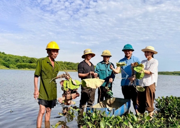 Quảng Trị: Chuyển đổi 11ha đất sản xuất nông nghiệp kém hiệu quả sang trồng sen