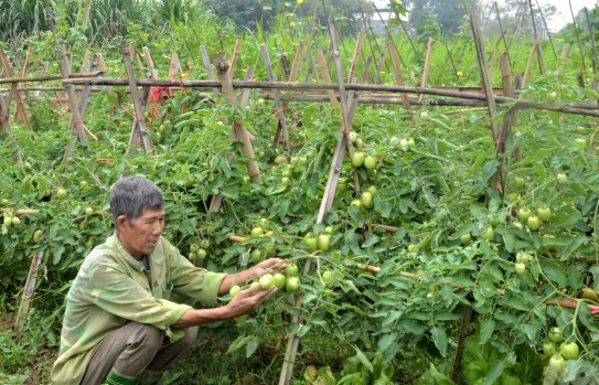 danh gia hieu qua kinh te va moi truong cua mo hinh san xuat rau huu co tai tinh tuyen quang