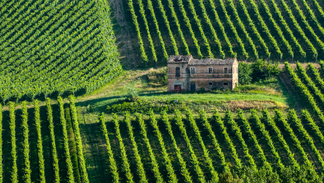 Nắng nóng lịch sử tại châu Âu khiến đồng lúa Italy khô hạn, sản lượng gạo đối mặt nhiều rủi ro
