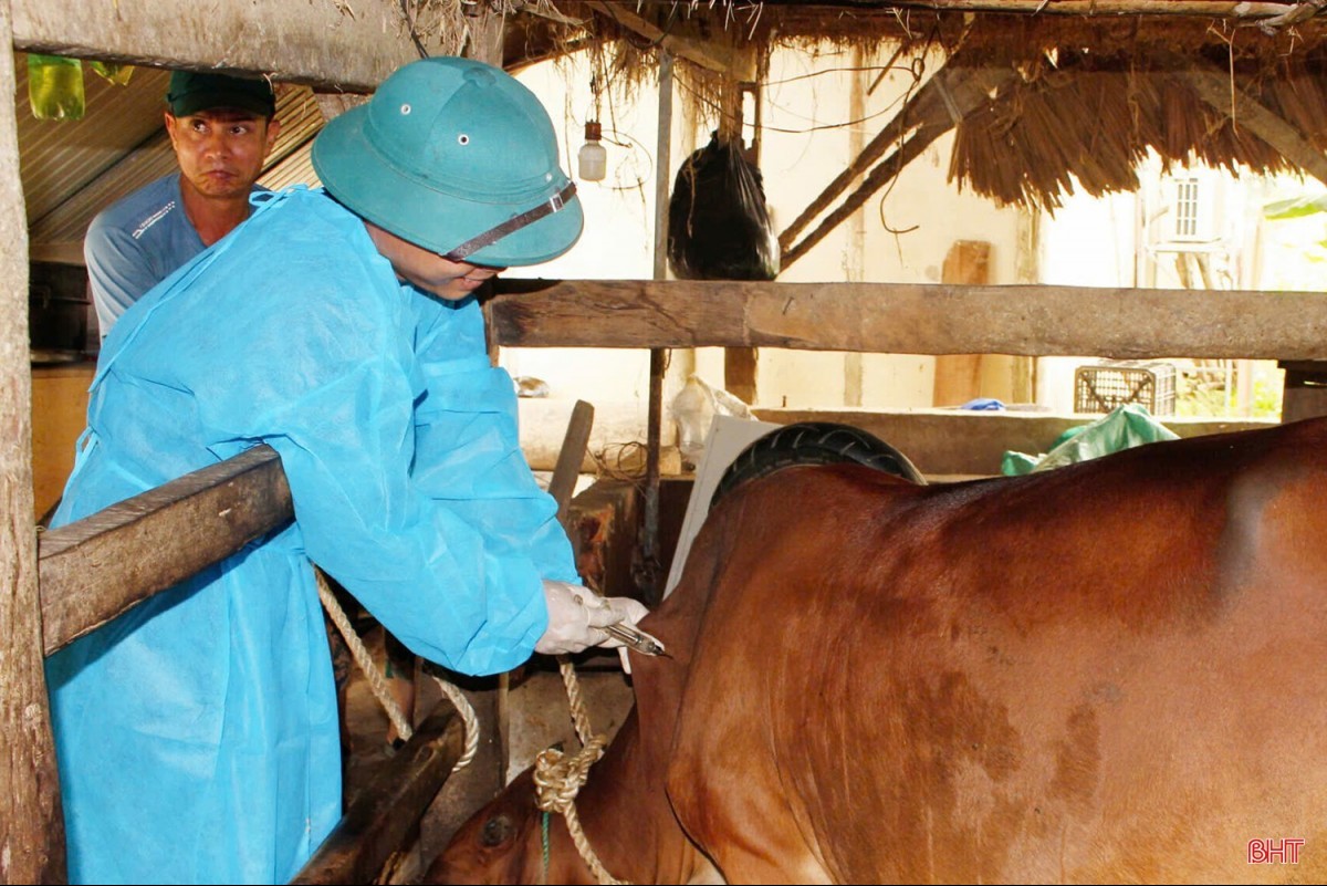 Quảng Ninh: Các địa phương bị phê bình do chậm triển khai tiêm phòng vật nuôi đợt 1