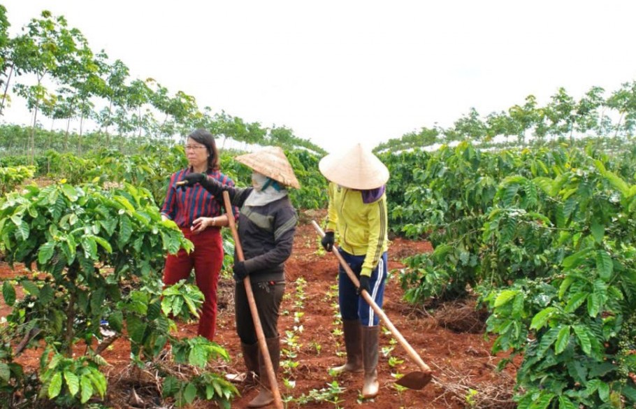 Đắk Lắk ban hành kế hoạch tái canh cà phê giai đoạn 2026-2030 theo định hướng bền vững