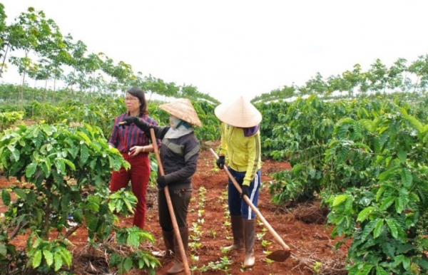 Đắk Lắk ban hành kế hoạch tái canh cà phê giai đoạn 2026-2030 theo định hướng bền vững