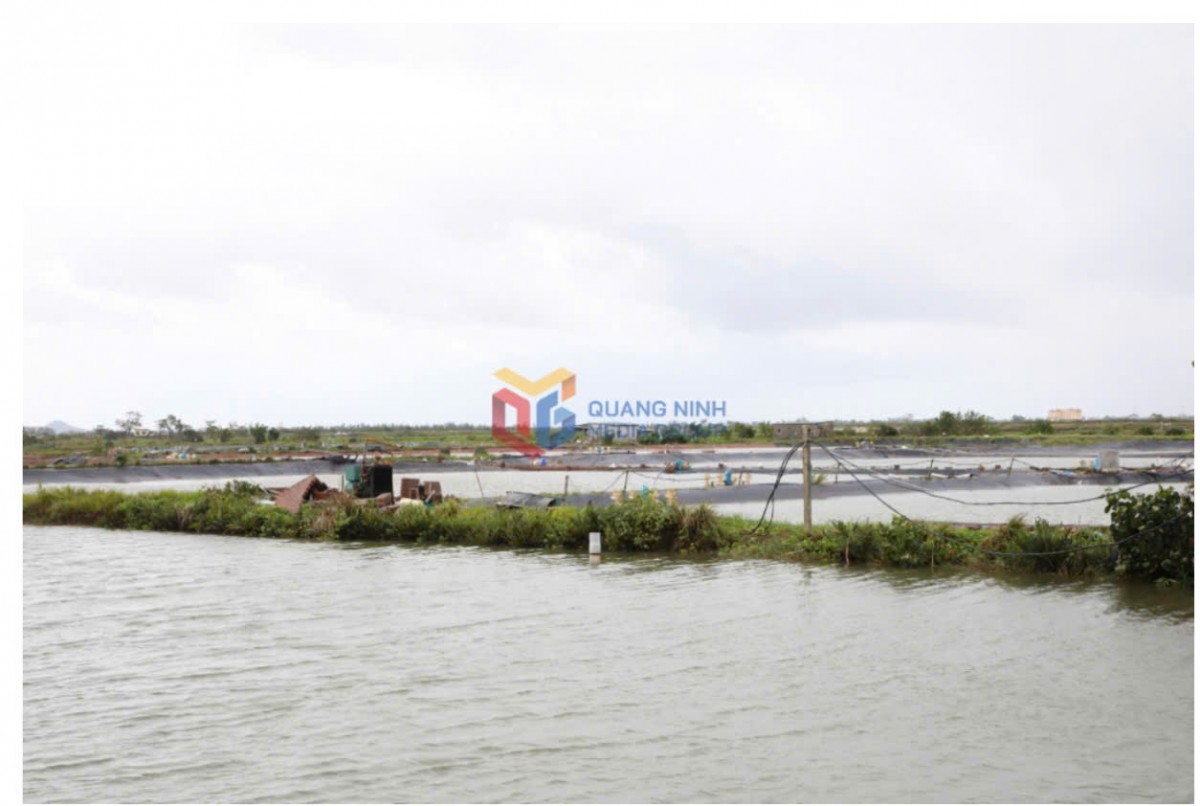 Khu vực Hải Hòa 2, nước đã rút, phần lớn diện tích ao đầm không còn ngập cục bộ. Ảnh:QMG
