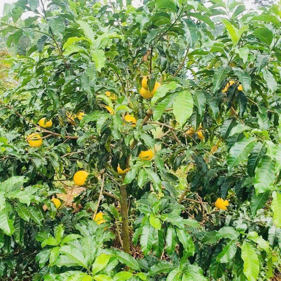 Mùa “quả vàng” trên đất Đam Rông