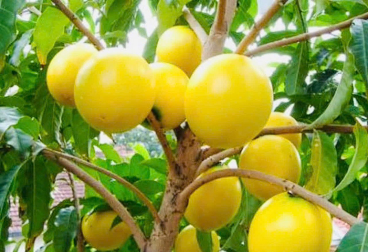 Mùa “quả vàng” trên đất Đam Rông