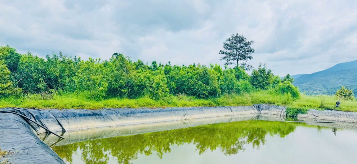 Mùa “quả vàng” trên đất Đam Rông