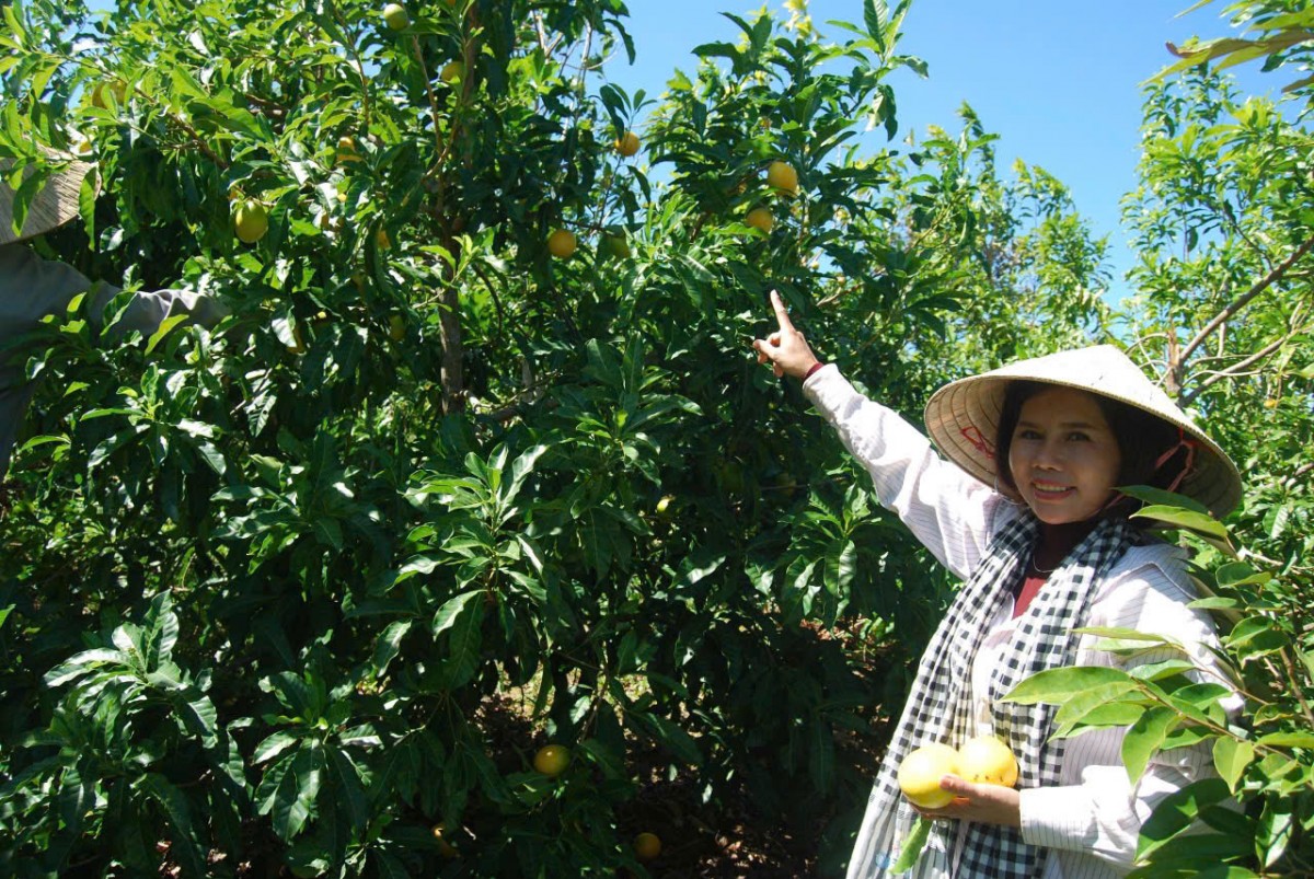 Mùa “quả vàng” trên đất Đam Rông