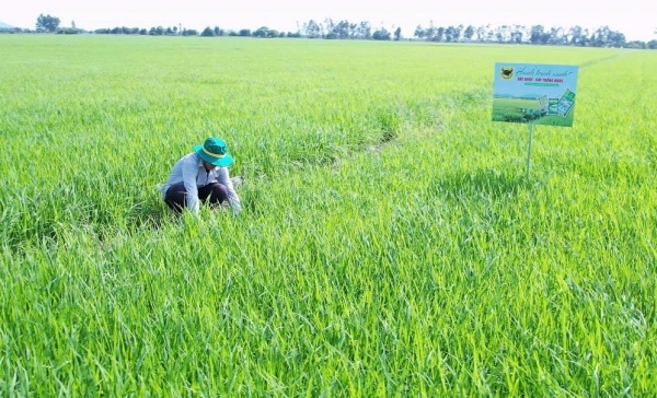 Phân bón Bình Điền đồng hành cùng chuyện người nông dân ‘đánh thức’ vùng đất phèn
