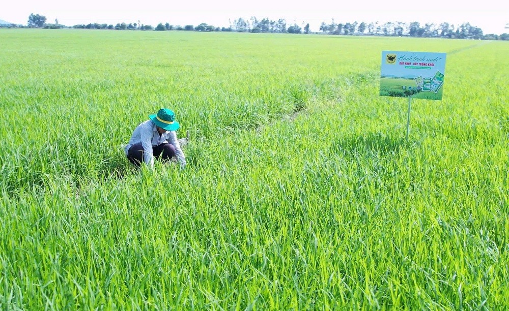 Phân bón Bình Điền đồng hành cùng chuyện người nông dân ‘đánh thức’ vùng đất phèn