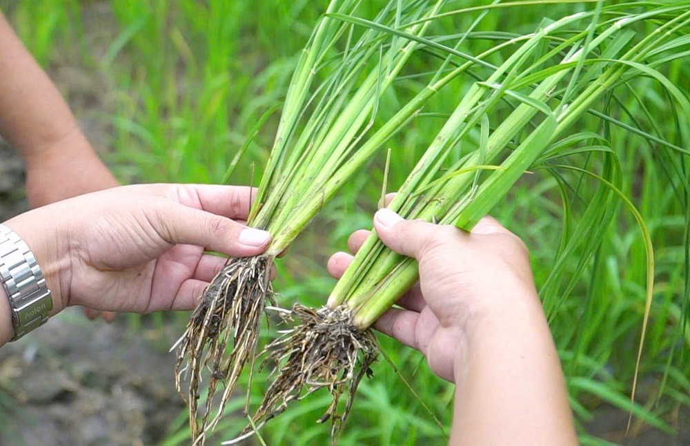 Phân bón Bình Điền đồng hành cùng chuyện người nông dân ‘đánh thức’ vùng đất phèn