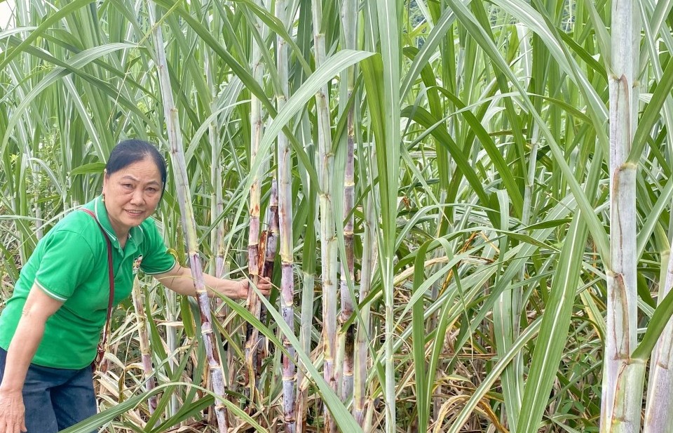 Nữ nông dân làm giàu từ những mùa mía ngọt