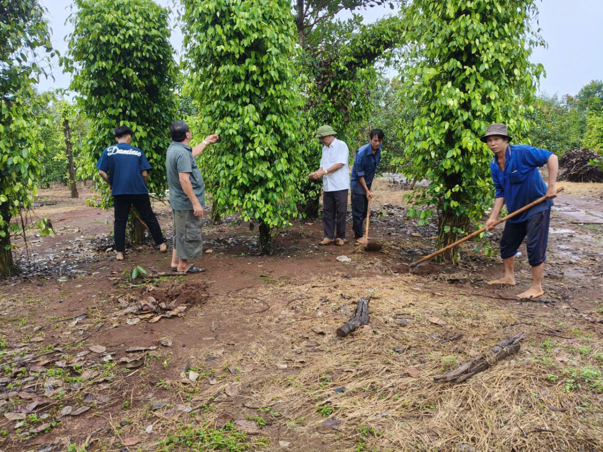 Người Cựu chiến binh gieo “mầm xanh” từ mô hình nông nghiệp bền vững