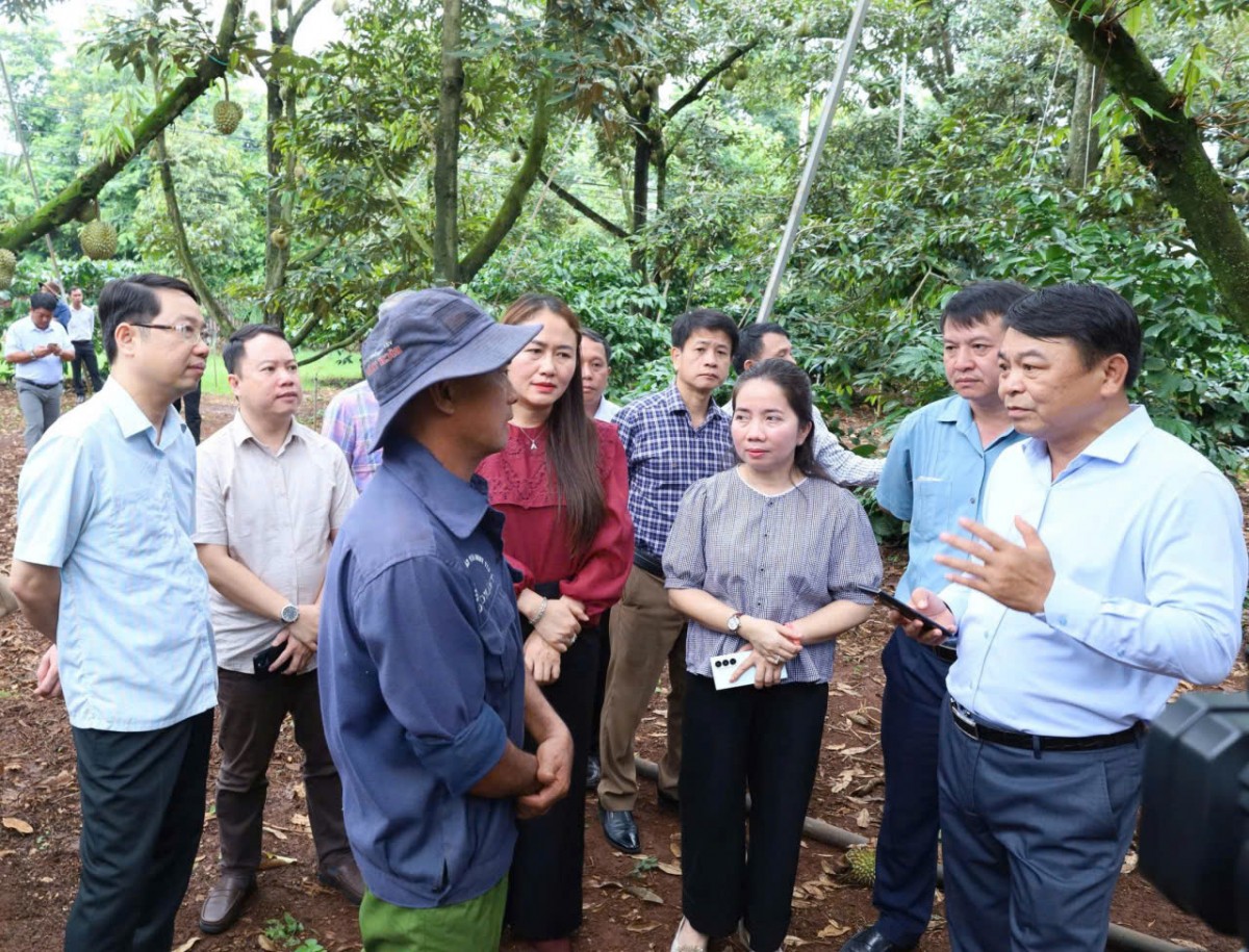 Chuyển từ “tiền kiểm” sang “hậu kiểm” để thúc đẩy phát triển ngành hàng sầu riêng