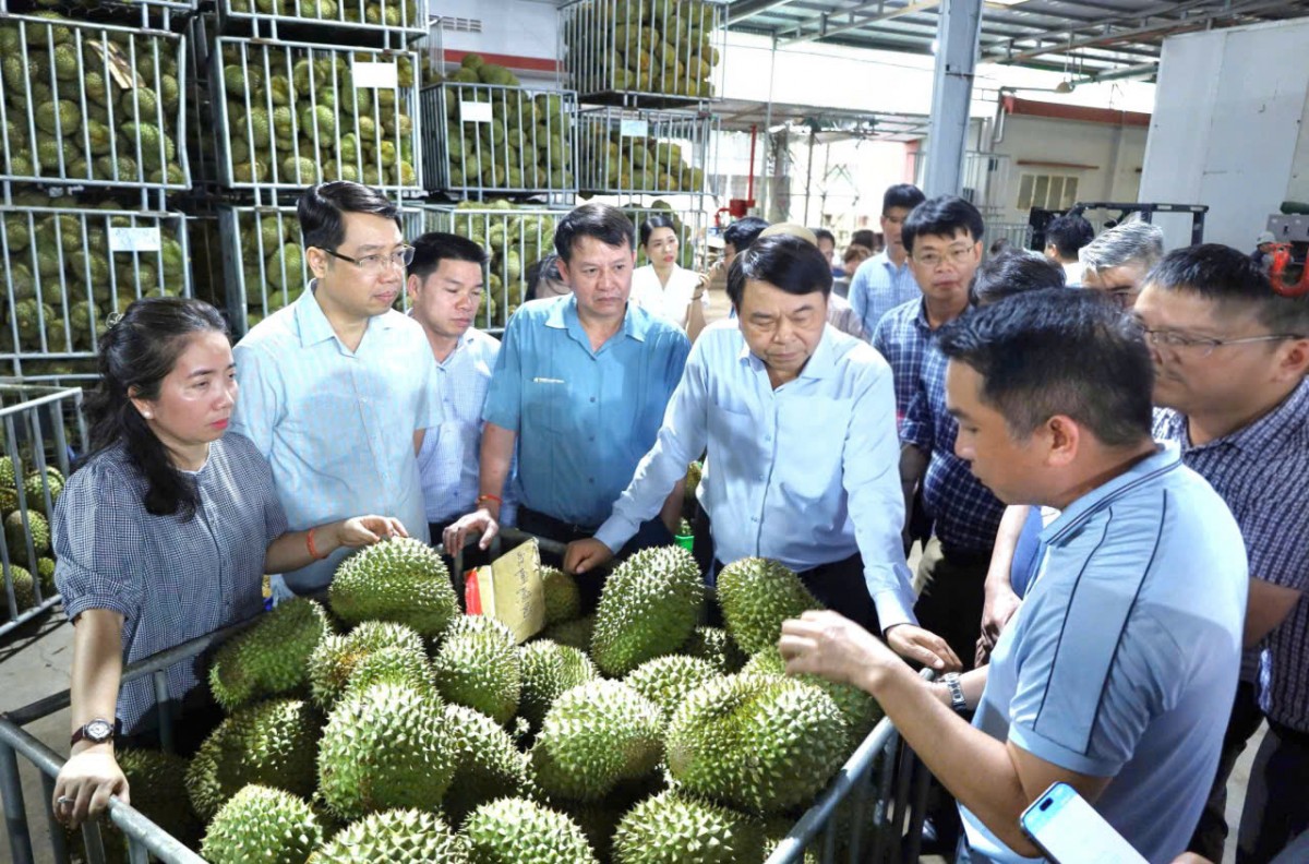 Chuyển từ “tiền kiểm” sang “hậu kiểm” để thúc đẩy phát triển ngành hàng sầu riêng