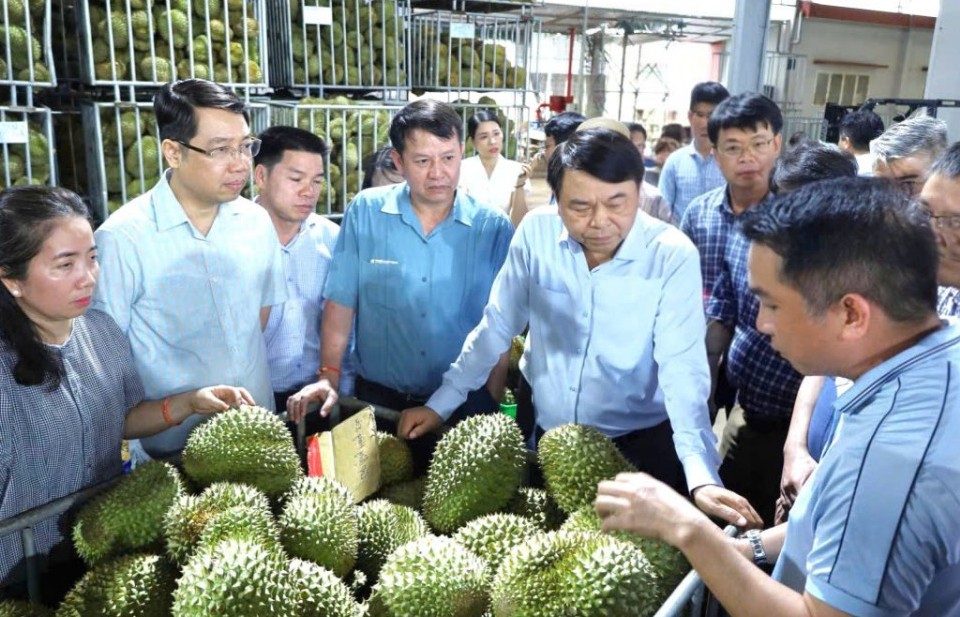 Chuyển từ “tiền kiểm” sang “hậu kiểm” để thúc đẩy phát triển ngành hàng sầu riêng