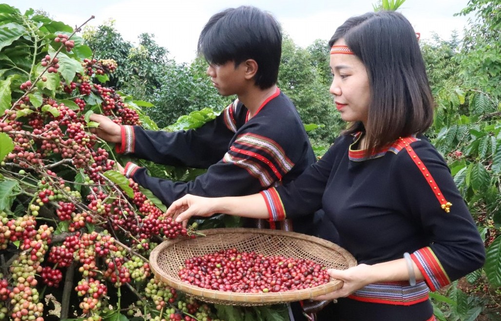 dak lak khat vong tro thanh khu vuc phat trien he sinh thai kinh te nong nghiep da gia tri
